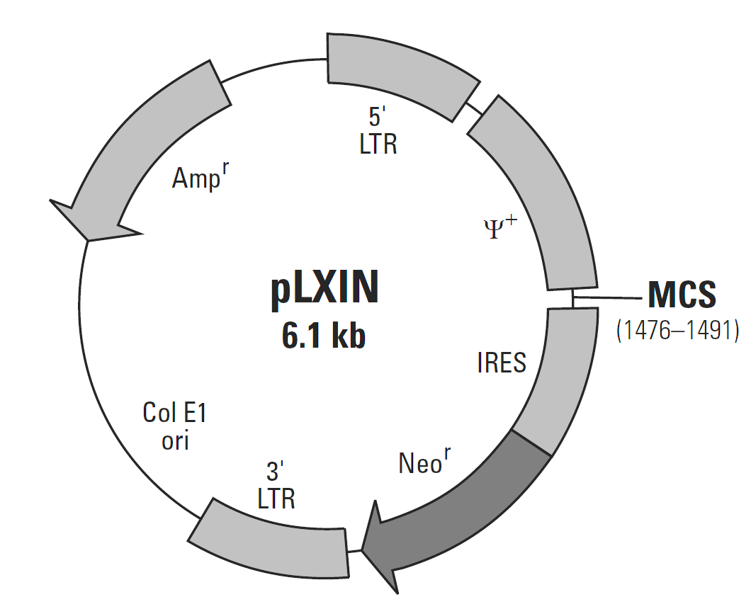 pLXIN载体图谱